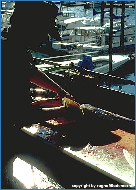 Alaska Bild: Fischer im Hafen von Seward