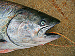 Lachs Salmon